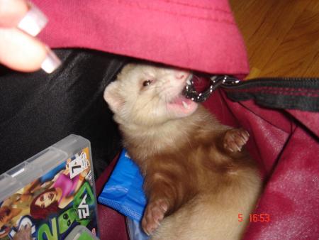La fin de mon sac de cour